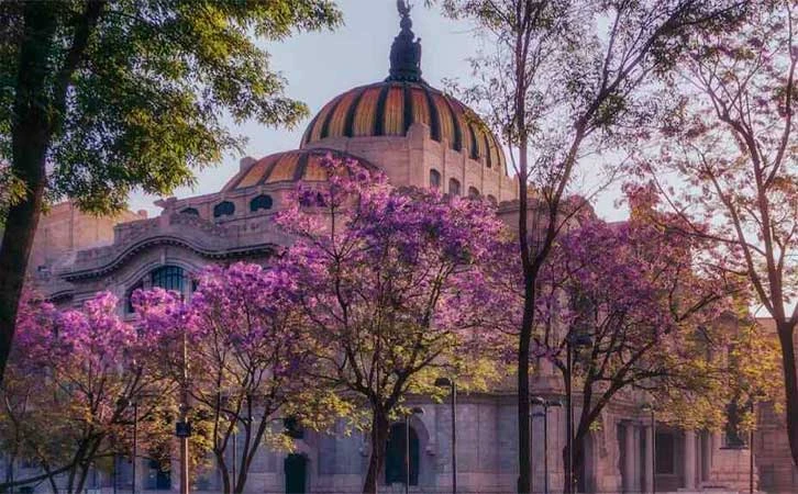 Florecen jacarandas antes de tiempo; afectaría a todo el ecosistema