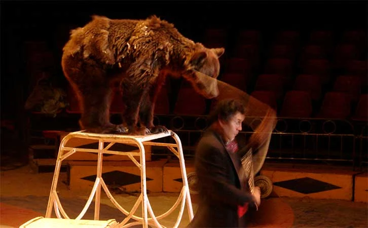 Avanza lucha contra "esclavitud moderna" de animales: PVEM