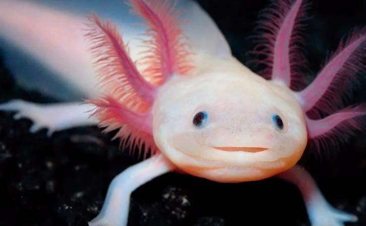 ¡Al borde de la extinción! El ajolote de Xochimilco podría desaparecer en 2025