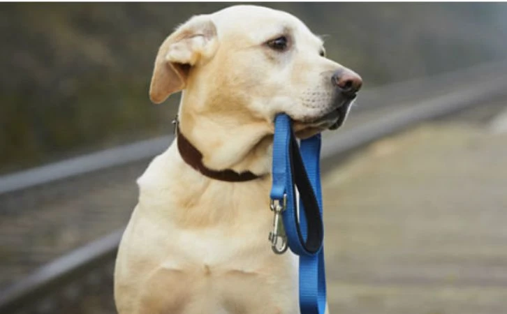 Van contra ladrones de mascotas, piden hasta 3 años de prisión y 150 días de multa