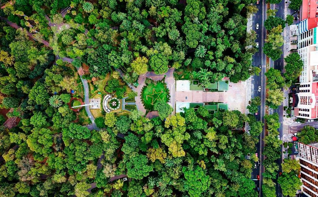 Diputado exige iniciar campaña de reforestación en Iztacalco