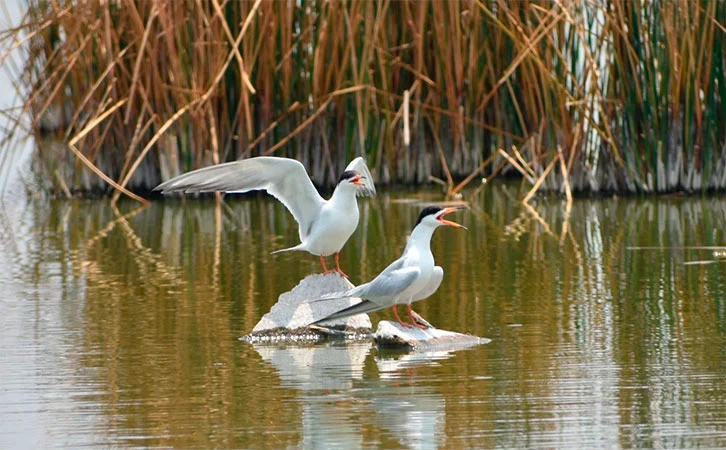 Congreso aprueba promover e inculcar en niños el cuidado del medio ambiente